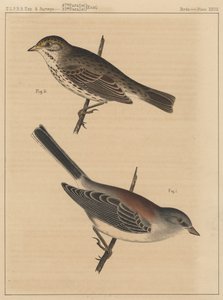 Oiseaux, Planche XXVIII, 1855 - American School